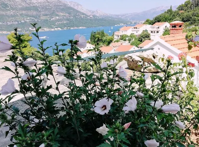 Amore * 科尔丘拉